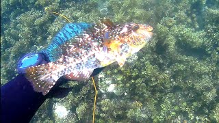 Day spearfishing philipines.. 🇵🇭🇵🇭🇵🇭 .. buntog hunt by Zambales Spearfishing 2,376 views 1 month ago 7 minutes, 38 seconds