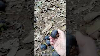 Download Lagu Berserakan Lagi Buah Manggis Yang Gak Di Ambil Pemilik nya #shots MP3 Download Lagu Berserakan Lagi Buah Manggis Yang Gak Di Ambil Pemilik nya #shots MP3