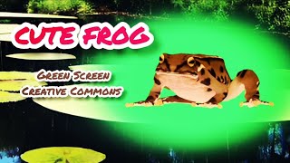 Frog Green Screen Footage.chromakey Animation.