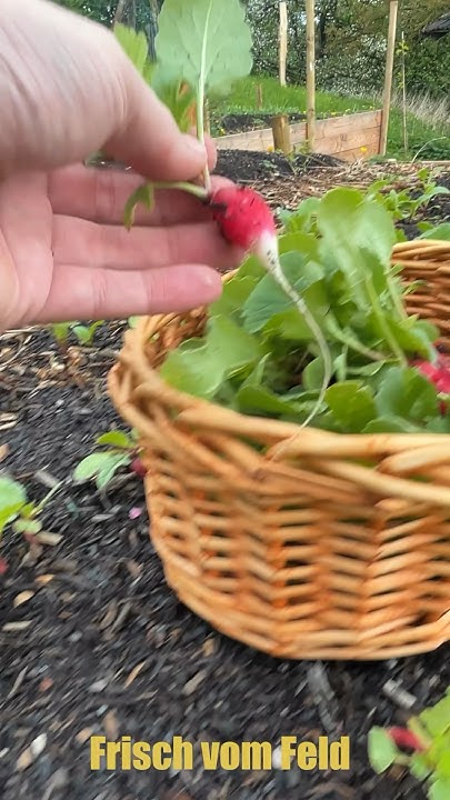 Farm to Table! Wir bauen das Gemüse für unser Restaurant selber an 