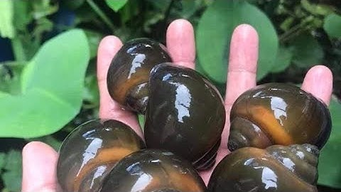 Em Gái Hậu Giang Bắt Ốc Gặp Ngay Ổ Ốc Bươu Khủng- Mến đen vlogs