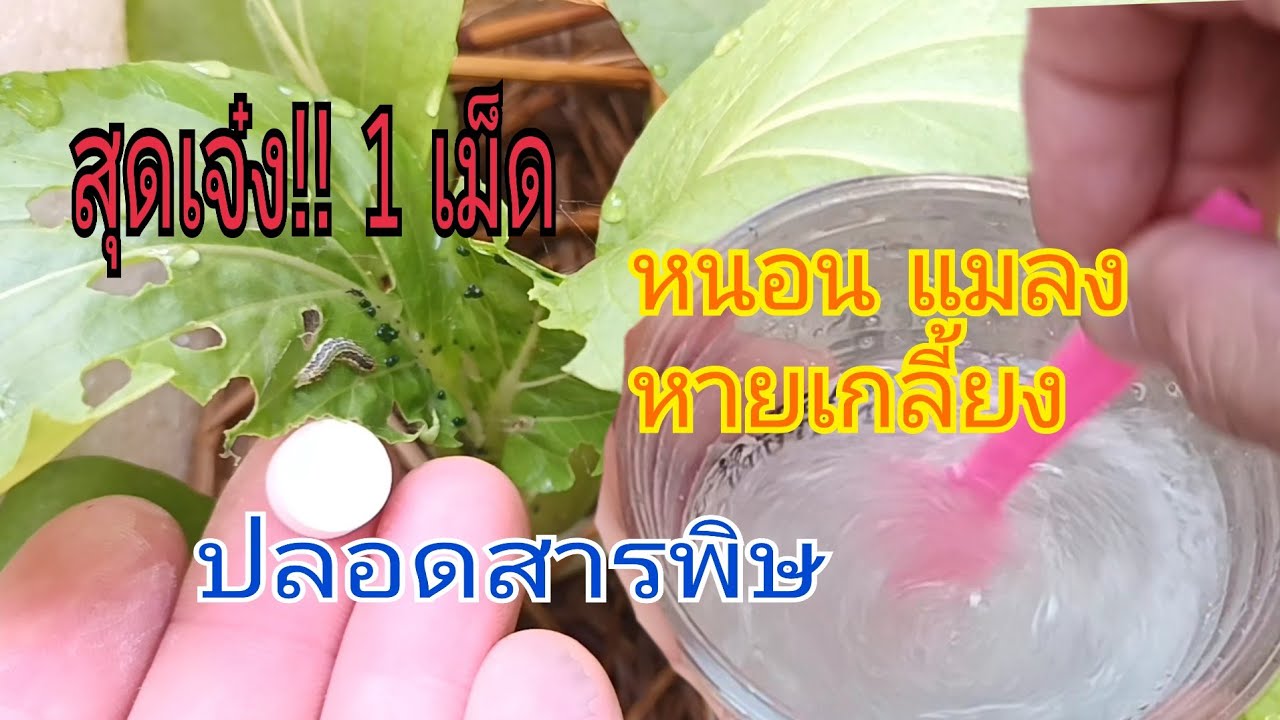 สุดเจ๋ง!!แค่ 1 เม็ด กำจัด 1นาที หนอน แมลง หายเกลี้ยงในครั้งเดียว ปลอดสารพิษ