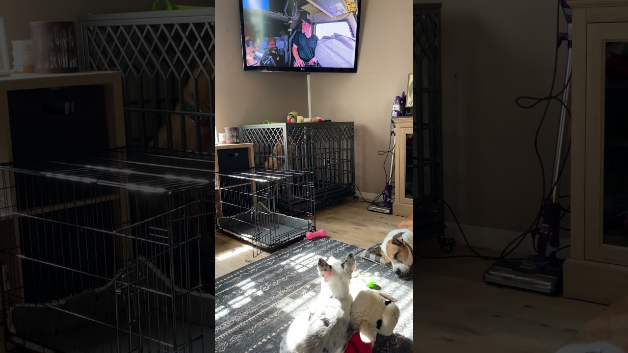 Hey! I know them! How did they get in the TV?? #texasheeler #puppy #dog #yankeefree @truckerzeus