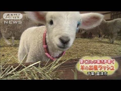 羊の出産ラッシュで鳴き声響く 千葉のマザー牧場 12 02 26 Youtube