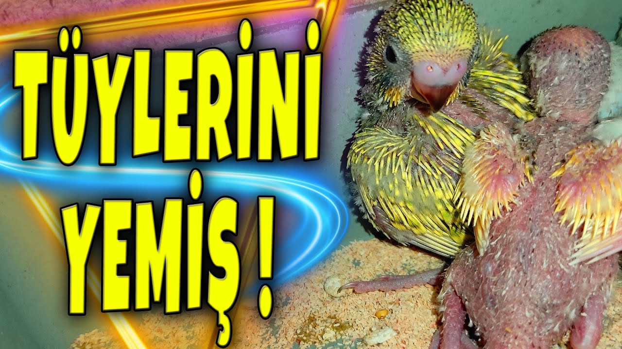 ANNESİ TÜYLERİNİ YEMİŞ ! MUHABET KUŞU TÜY PROBLEMİ