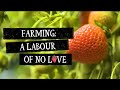 Guys revolution  farming a labour of no love