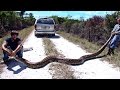 Python hunters take on Florida Everglades' snake problem