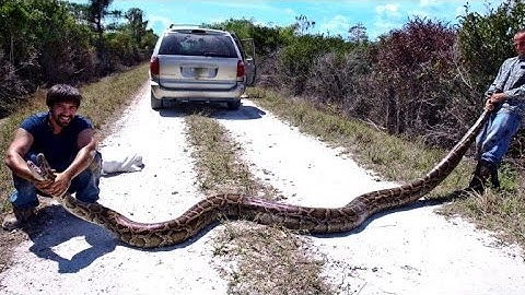 Python hunters take on Florida Everglades' snake problem