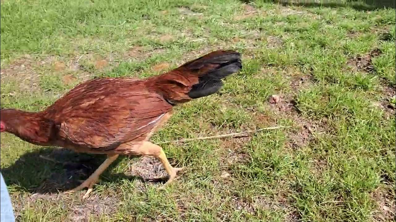 Brunner roundhead 1 year old pullet YouTube