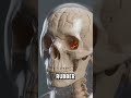 What If Your Bones Turned Into Rubber?