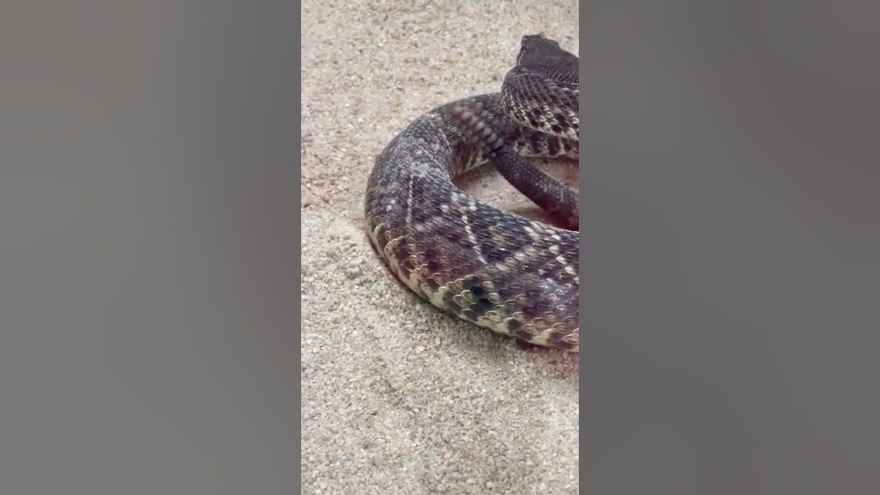 Rattlesnake makes noise with its tail - YouTube