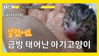 [catstory]미미의 첫임신 출산/아기고양이는 어떻게 됬을까?