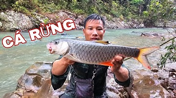 NGÀY THỨ 3 SỐNG TRONG RỪNG / NGƯỢC DÒNG SUỐI S.Ă.N CÁ LỚN !