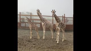 Oliver Meets Tajiri  Giraffe Reunion