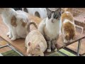 【お仕事前に少し朝配信🐱】Smile to Heart 【譲渡型保護猫カフェ】ねこまる がライブ配信中!