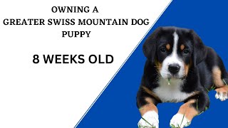 Owning a Greater Swiss Mountain Dog... 8 weeks!