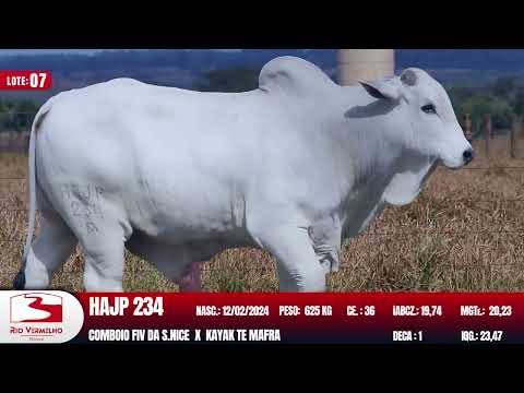 LOTE 07   HAJP 234