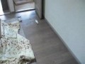 疾走する白い鳥　run like fury　Budgerigar