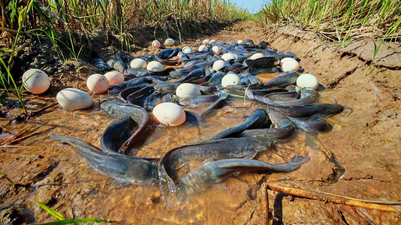 WOW WOW - Man catch fish and pick a lot of duck eggs in rice field in mud by best hand