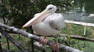 🇲🇾 Куала-Лумпур: Самый Крутой Парк Птиц, Который Я Видел ! Kl Bird Park - The Best Park Ever !