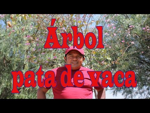 Dónde comprar arbol pata de vaca ️ Incluye VÍDEO