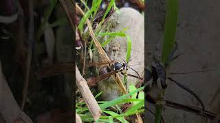 Bees In The Trap