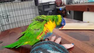 Love, Trust & Respect: Hand Wrestling Play With Lorikeet :)