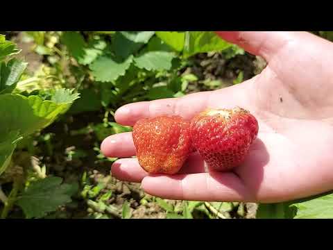 Video: Mitä ovat kesäkuussa kantavat mansikat: kuinka kasvattaa kesäkuussa kantavia mansikkakasveja