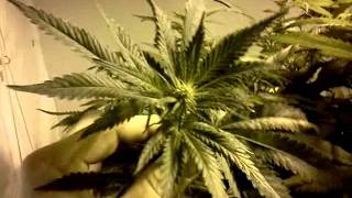 Indoor update hydro, big buds