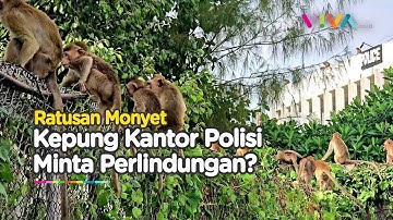 Gerombolan Monyet Kepung Kantor Polisi, Petugas Ketakutan Mengurung Diri