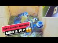 Blue Tits "Mini & Pip" fights against intruder - Recke, Germany - Apr. 28, 2022