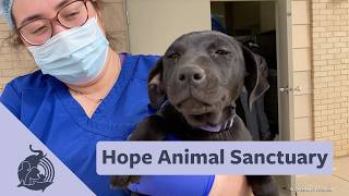 Hope Animal Sanctuary