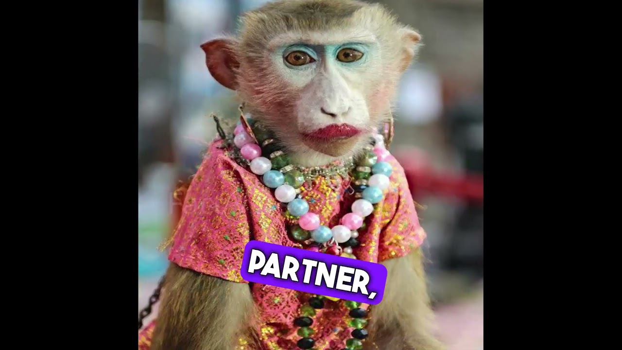 funny munky video 2023 