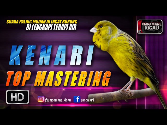 kenari || TOP MASTERING MURAI BATU class=