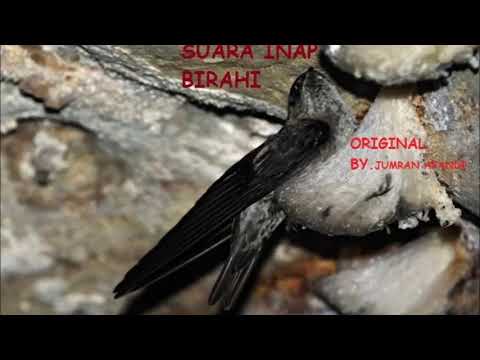 Situs download suara burung walet gratis sitdase Situs download suara burung walet gratis sitdase