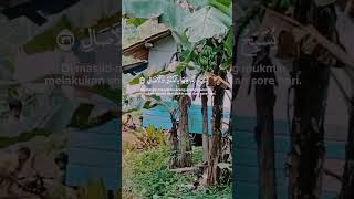suara merdu qori KH Muammar za #tilawah
