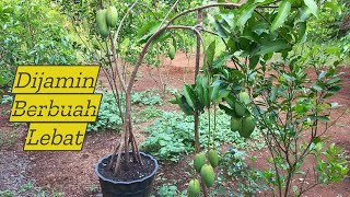 Cara Supaya Pohon Mangga Berbuah Lebat di Dalam Pot (Tabulampot Mangga Chokanan)