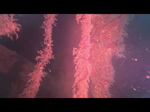 Scapa Flow - Dive 2 - F2   Highlights