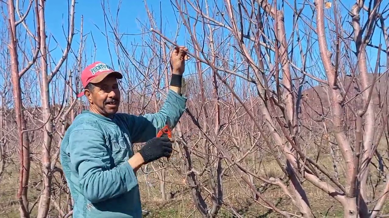 طريقة تقليم أشجار تفاح الصحيحة أو هافين كنغبر عليكم المشاهدين لعزاز