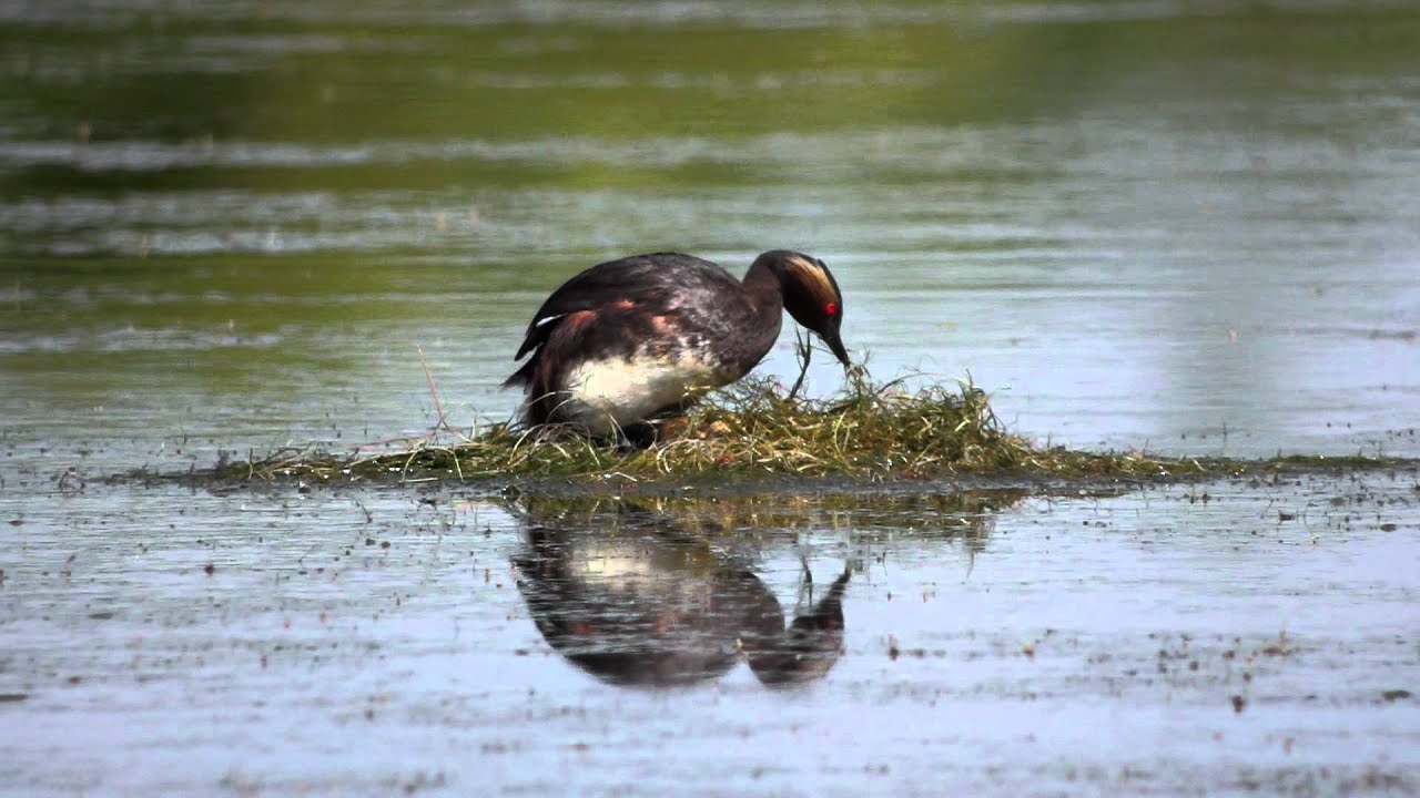 Schwarzhalstaucher - Black-necked Grebe 