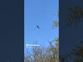 Sweet Song Of Birds  Shorts 2A