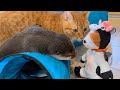 ぬいぐるみと猫とカワウソの三角関係 love triangle between a stuffed animal, a cat and an otter