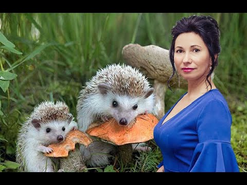 Video: Juicy Hedgehogs With Rice In Sour Cream-tomato Sauce