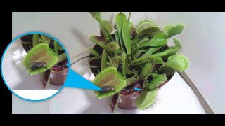 Carnivorous plants. Venus Flytrap, Dionaea muscipula