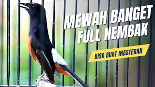 Download lagu MURAI BATU GACOR FULL ISIAN TEMBAKAN MEWAH SANGAT AMPUH MENAIKKAN EMOSI MURAI BATU