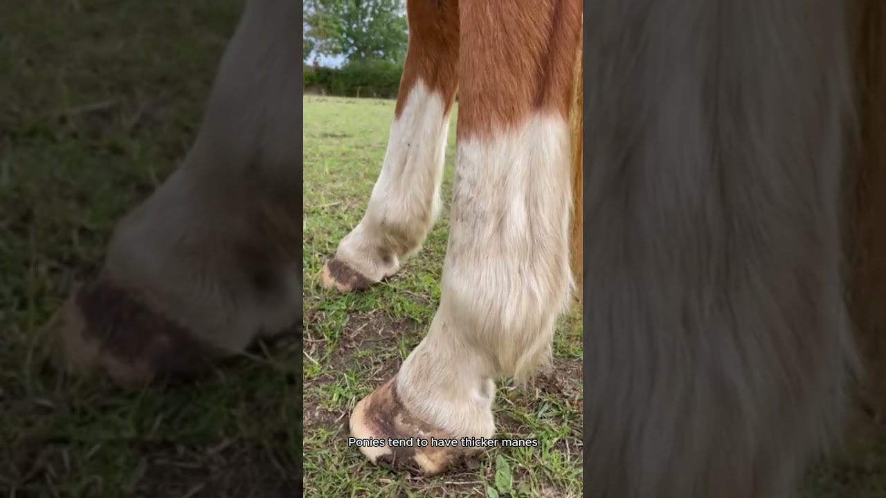 Horse vs. Pony: What's the Real Difference? 🐎🐴 