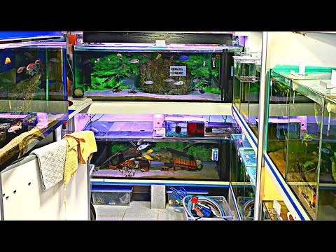 HOW to tell the SEX of FISH