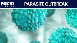 CDC warns microscopic parasite in food and water causing summer spike | FOX 10 Phoenix