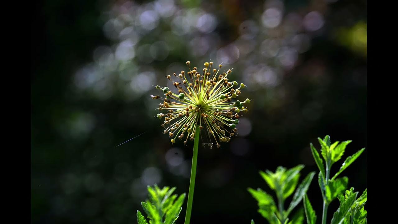 Henrik Chaim Goldschmidt Gabriel's Oboe YouTube