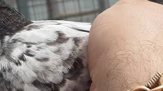 Видео Цвет глаз у пакистанских голубей тэдди. Teddy eyes color +79255022509 от Aleksey Gulyaev, Сиалкот, Пакистан